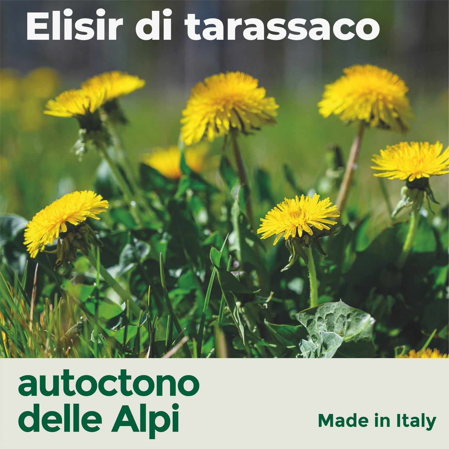 TARASSACO - DIGESTIVO TONICO DEPURATIVO (Soluzione Gocce)